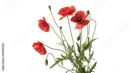 Foto Beautiful red poppy flowers with green stems isolated on transparent background