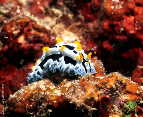 A Phyllidia Varicosa nudibranch crawling on rocks Boracay Island Philippines