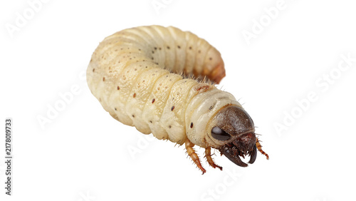 Obraz na płótnie Close up macro shot of white insect pupa larva isolated on dark background