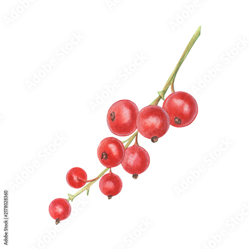 Red currant cluster. Hand-painted watercolor illustration isolated on white for packaging, branding, food labels, logo, recipes, menu, jam, beverages, stationery, textile, cosmetics, print design.