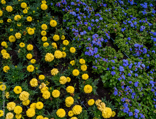 Decorative flower bed with yellow marigolds and blue flowers arranged in the colors of the Ukrainian national flag