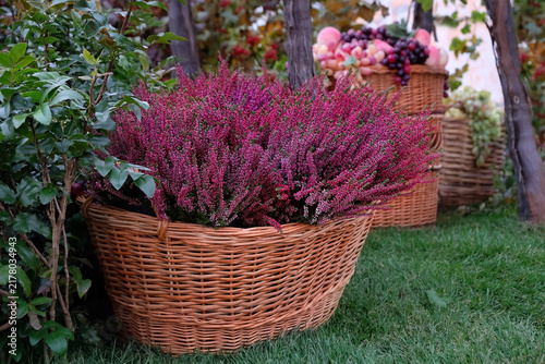 Autumn garden, harvest time theme. big wicker rustic basket with beautiful red-purple heather flowers on grass in garden. colorful landscape with garden in fall season. seasonal decor with flowers