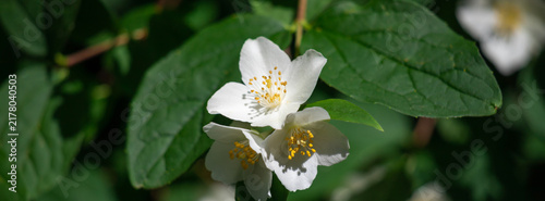 Close up of jasmine flowers in a garden. Beautiful natural background. Shallo...