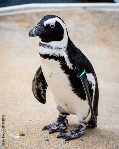 Foto Pinguin