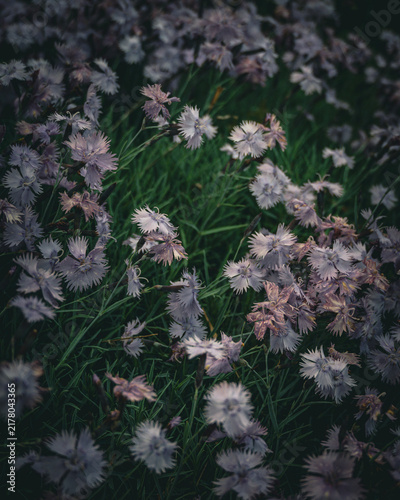 Naklejka Blumen