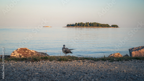 Bild auf Leinwand Rovinj Old Town