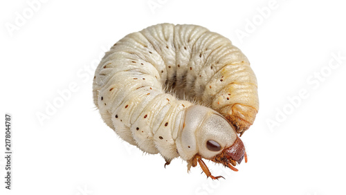 Obraz na płótnie White insect pupa beetle larva macro shot isolated on dark background for biolog