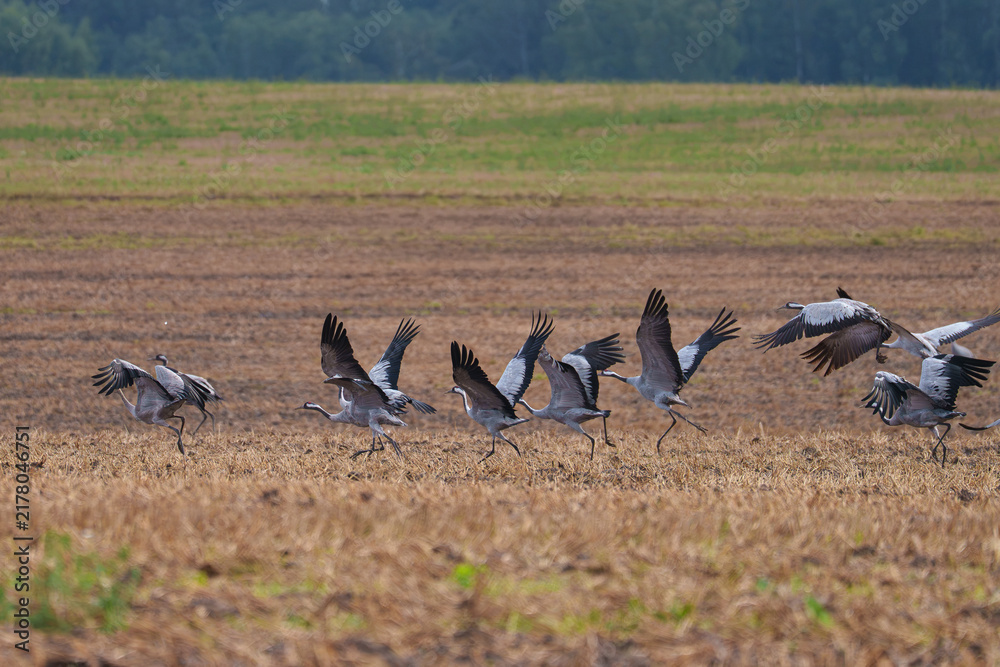 Fototapeta premium The cranes are rising on wings