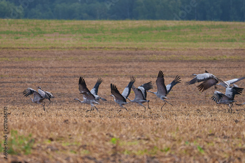 The cranes are rising on wings