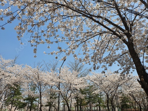 Konstfotografi blooming cherry tree