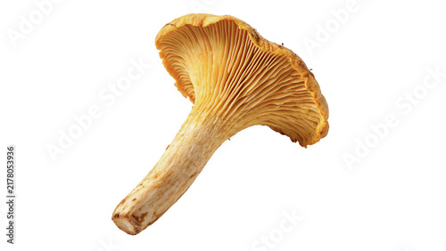 Bild auf Leinwand Single yellow chanterelle mushroom isolated on black background macro shot for g
