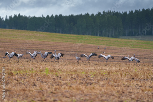 Cranes resting in the field before flying south