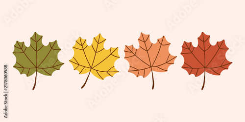 Four maple leaves isolated on white background, showing the seasonal transition of autumn colors. Vibrant design elements featuring green, yellow, orange, and red foliage. Perfect for fall projects.