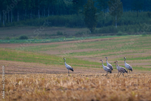 The cranes with their young birds are walking through the field