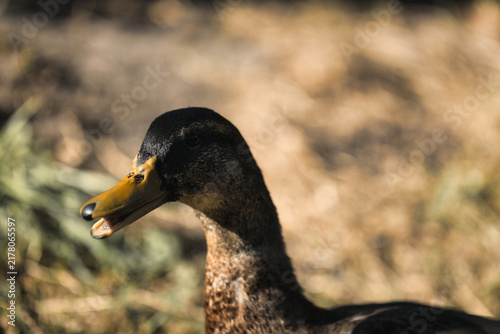 Фотография Close up profile portrait of a female mallard duck with open beak in the sun