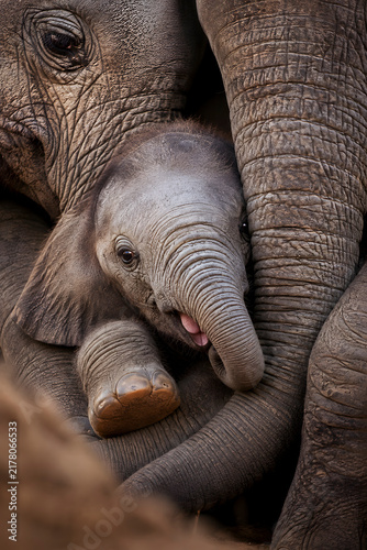 The Gentle Embrace: Mother Elephant Protecting Her Newborn Calf