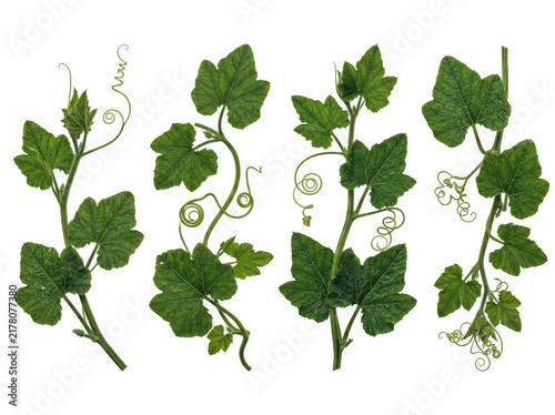 Green ivy leaves with small white flowers on branch
