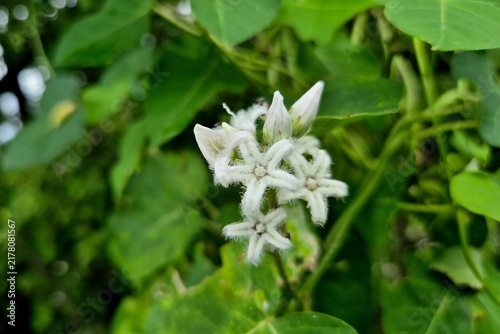 Rough potato, Metaplexis japonica, 박주가리