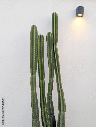 Tall green columnar cacti against a clean white textured wall with a warm glowing lamp, modern minimalist aesthetic copy space.
