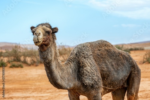 A curious dromedary camel stands in the desert