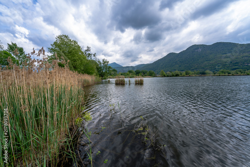 Reed Lined Lake with Forested Mountain Background