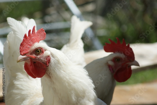 Foto View of young rooster with light plumage in yard of poultry farm