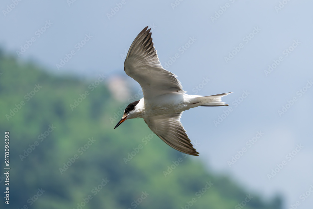 Obraz premium Common Tern soaring through the sky with wings fully extended, captured in graceful mid-flight. Elegant migratory bird displaying its slender body, long pointed wings, and distinctive flight posture.