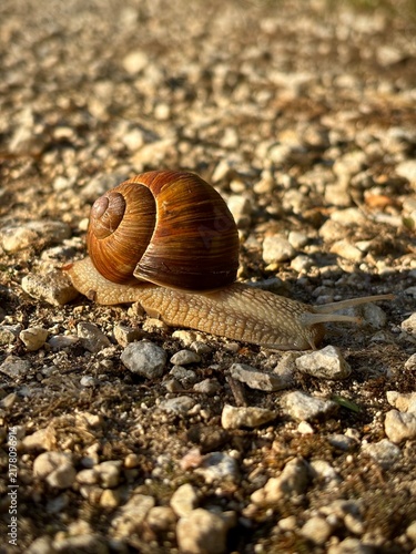 brown snail close-up