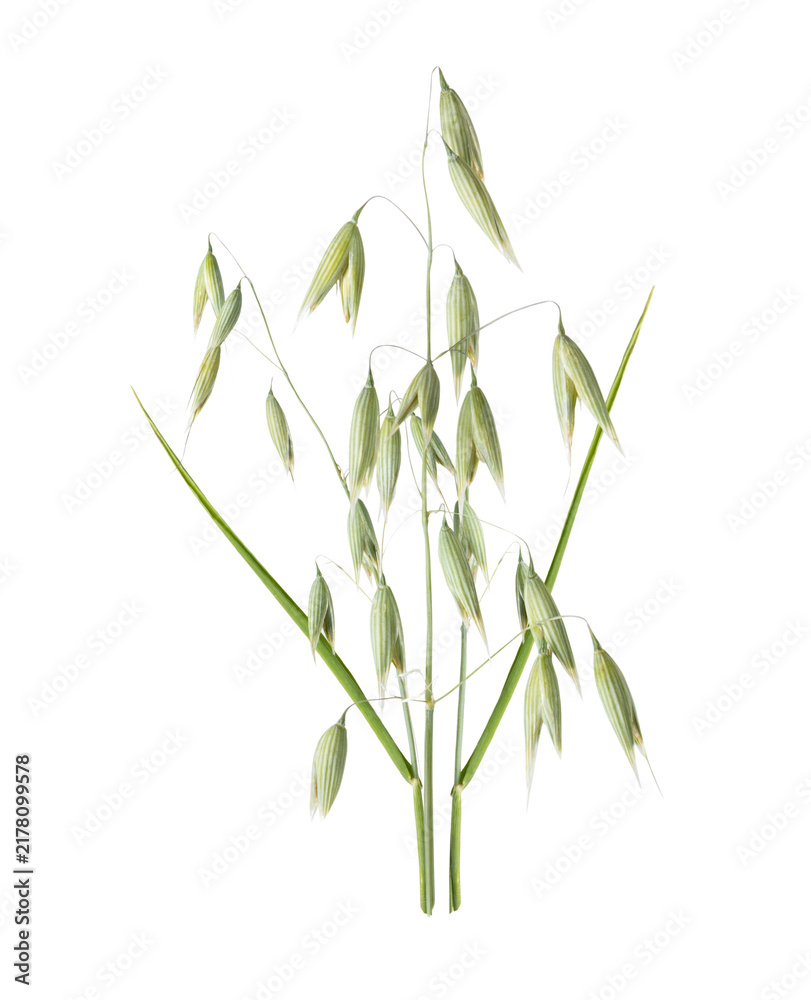 Obraz premium Oat stalks with grains isolated on transparent background