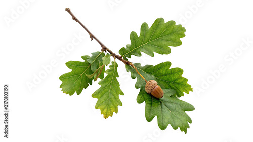 Фотография Green oak tree branch with lush leaves and acorn isolated on transparent backgro