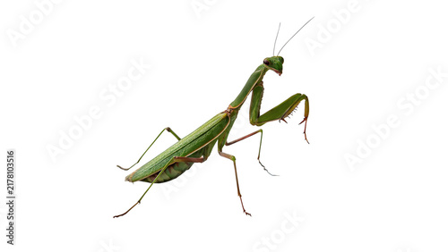 Green praying mantis insect standing on thin long legs isolated on transparent background