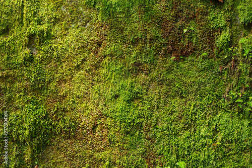 Konstfotografi Lush green moss covering a textured surface with yellow and brown undertones
