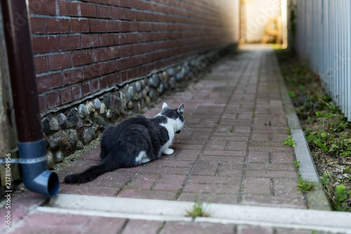 Canvas Print Black and white cat crouched on narrow brick alleyway near downspout and fence i