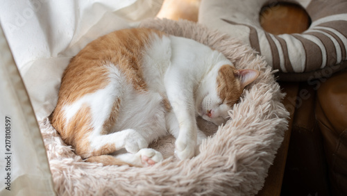 Plakat 窓辺で眠る可愛い猫 茶トラ白 
