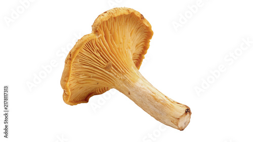 Bild auf Leinwand Single fresh organic yellow chanterelle mushroom fungus isolated on transparent