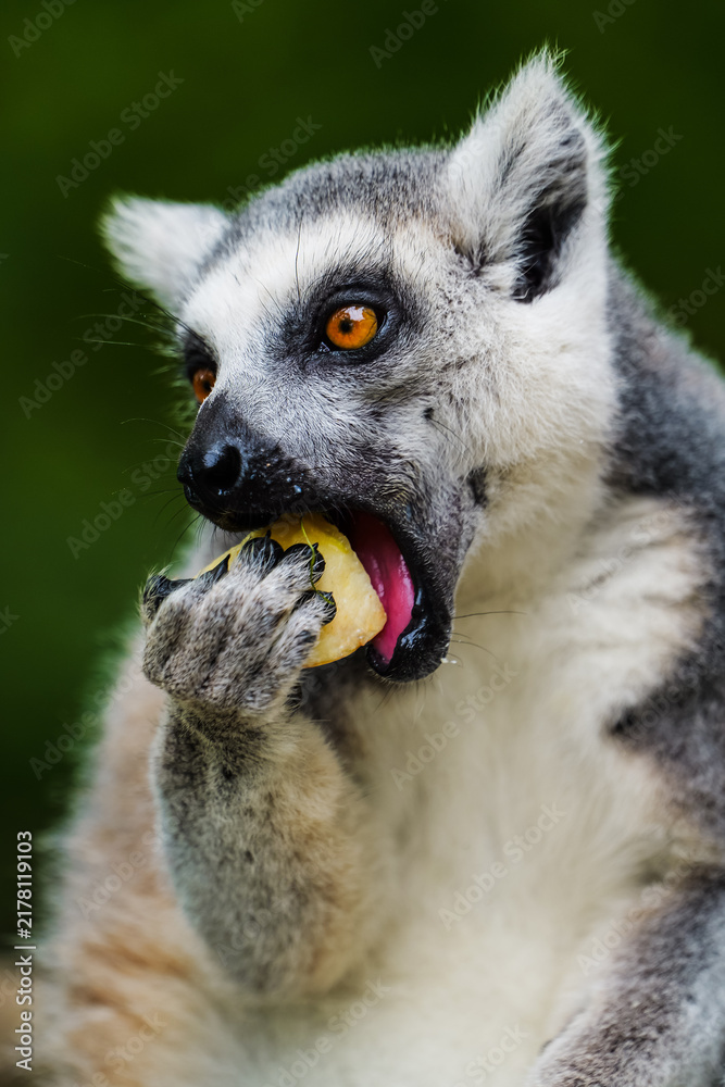 Fototapeta premium A close-up of a ring-tailed lemur grasping an apple and bringing it to its mouth, capturing a lively moment.