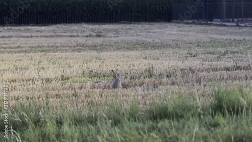A rabbit sitting in a grassy field with tall wild grass and a dark tree line in the background, showing a quiet rural nature scene