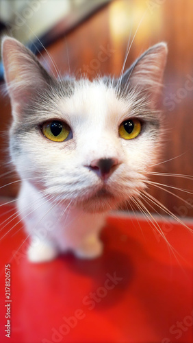 Foto Curious Munchkin Cat with Short Legs and Yellow Eyes