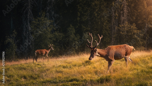 Majestic Red Deer Stags in a Sunlit Meadow During Golden Hour