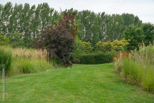 Fotografie A dark purple smokebush stands beside a clipped hedge and a swath of orange helenium blooms along a mowed lawn