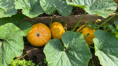 Canvastavla Ripe orange pumpkins growing on vines in a summer vegetable garden