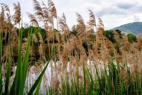 Common Reeds Growing in Freshwater Wetland