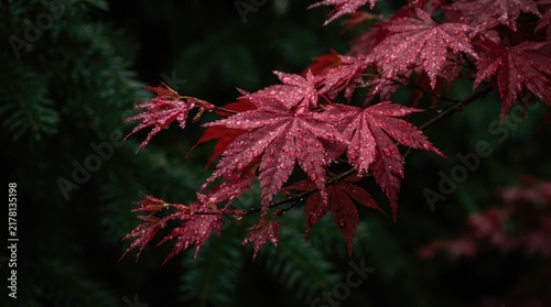 Vibrant Deep Red Japanese Maple Leaves With Morning Dew Drops Against A Dark Moody Forest Backdrop In The Autumn Season Atmosphere