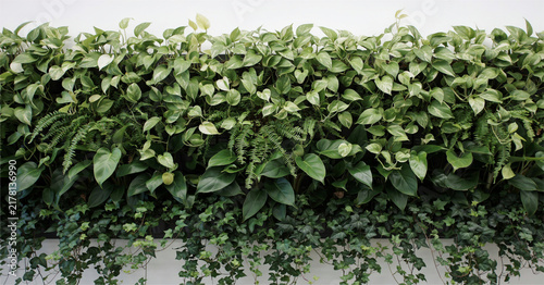Lush green foliage wall with cascading ivy and ferns creating natural texture and organic design