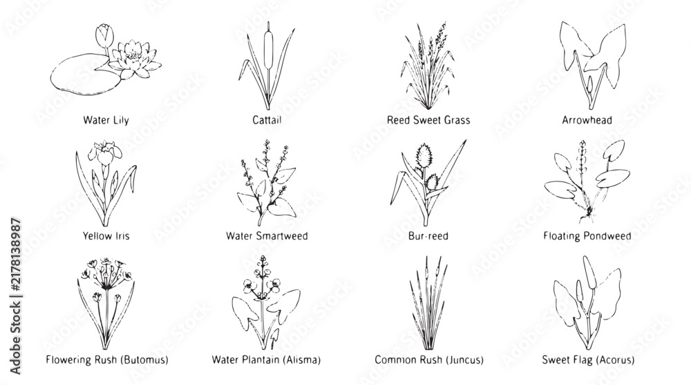 Fototapeta premium Vintage botanical line art of 12 aquatic plants, hand drawn pond flora sketches, black and white wildflower vector set