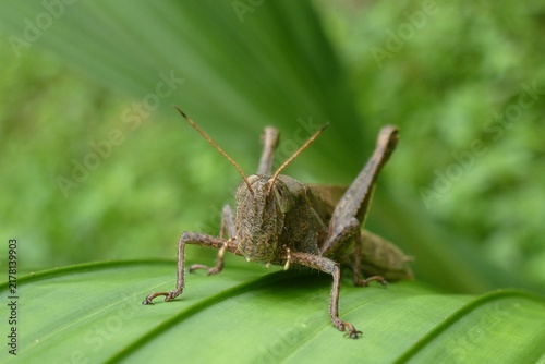 Bild auf Leinwand Front view of a large brown grasshopper sitting on a bright green leaf, Tena, Ec