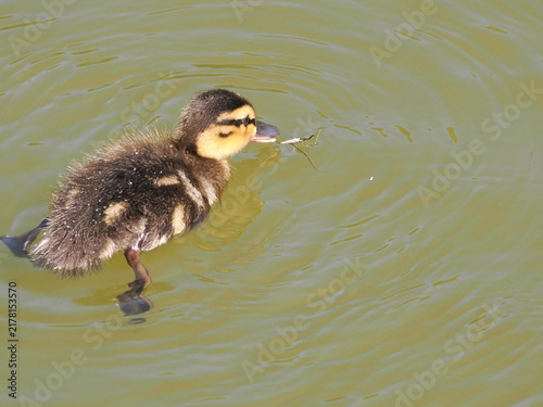Plakat ひとりで行動するマガモの幼鳥