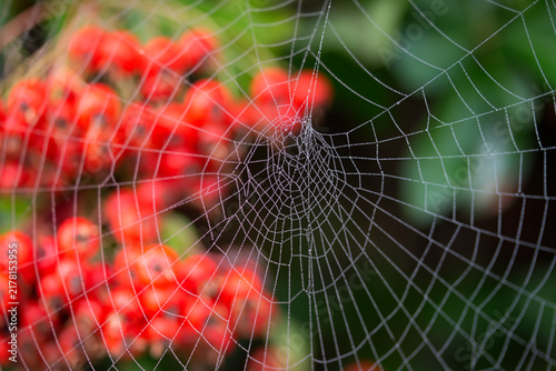Spider Web on a Berry Bush