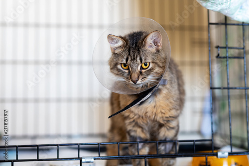 Konstfotografi Tabby cat in protective cone inside metal cage alert expression indoors veterina