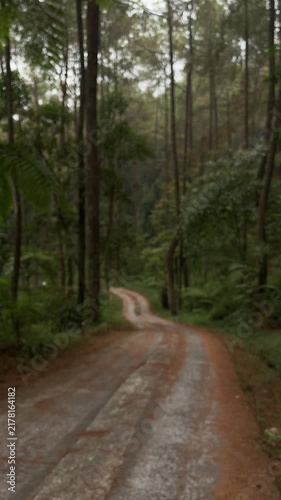 Blurred forest way in nature. Scenic hiking trail. Travel route through green forest. Trail in woodland. path for tourism. through green trees. Nature. street. cement, gray, gray. transportation.